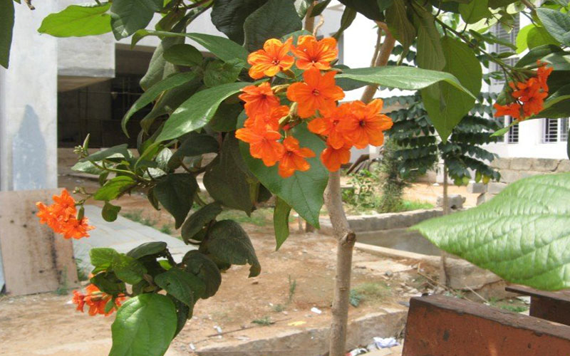 GARDEN CENTER FORT MYERS