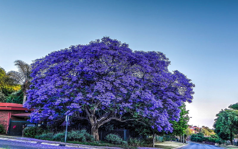GARDEN CENTER FORT MYERS