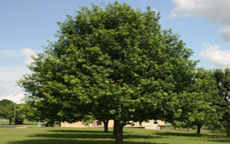 TREE NURSERY FORT MYERS