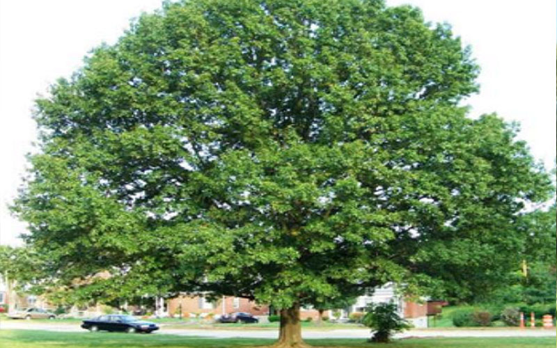 GARDEN CENTER FORT MYERS