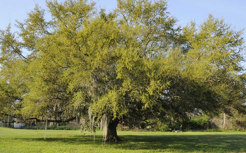 TREE NURSERY FORT MYERS