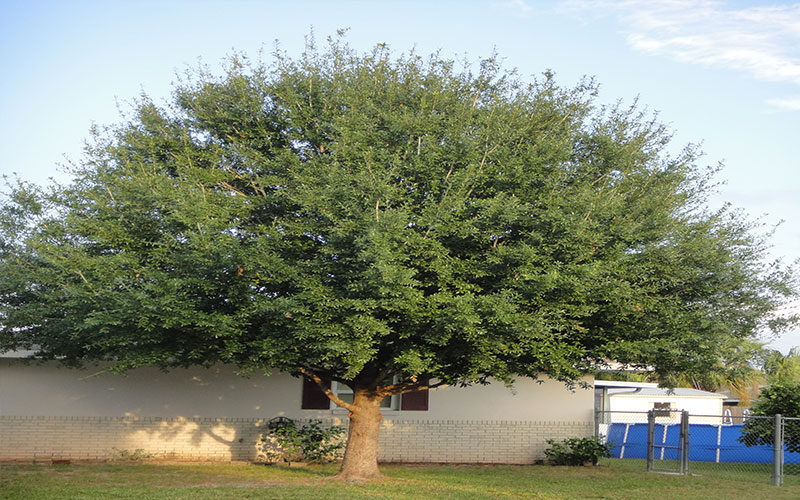 GARDEN CENTER FORT MYERS