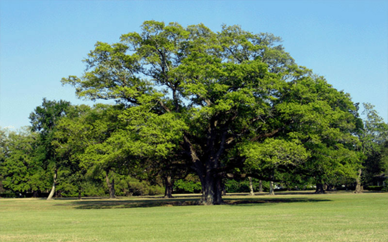 GARDEN CENTER FORT MYERS