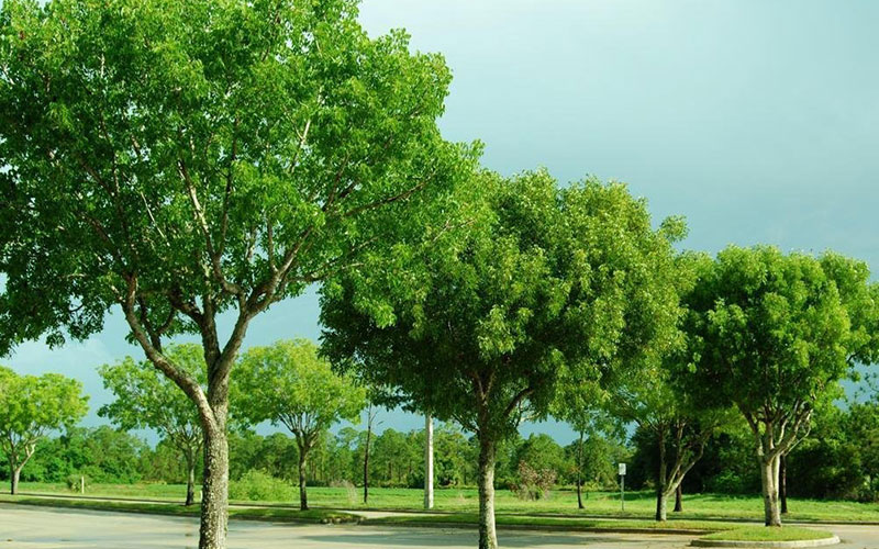 TREE NURSERY FORT MYERS