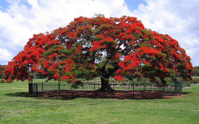 TREE NURSERY FORT MYERS