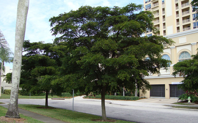 TREE NURSERY FORT MYERS