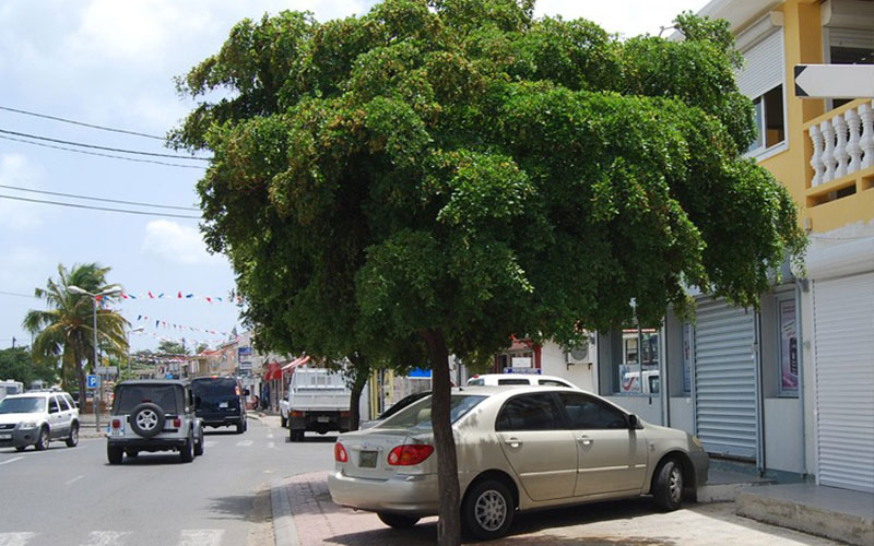 GARDEN CENTER FORT MYERS