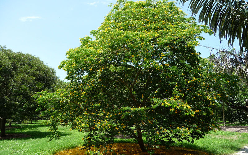 TREE NURSERY FORT MYERS