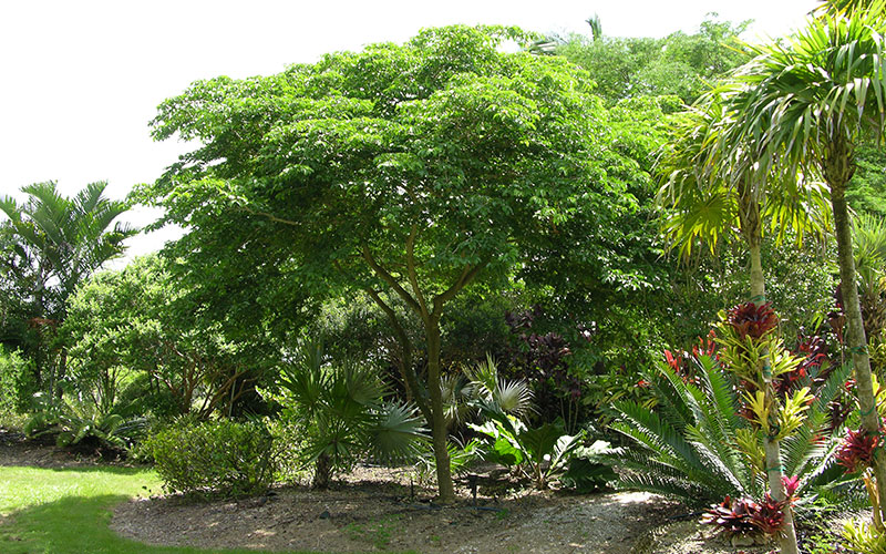 GARDEN CENTER FORT MYERS