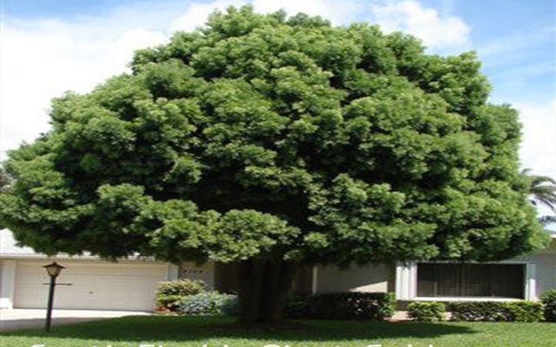 TREE NURSERY FORT MYERS