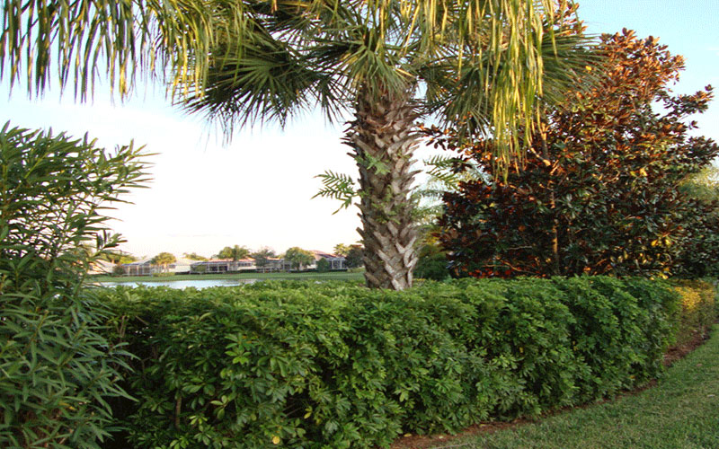 GARDEN CENTER FORT MYERS
