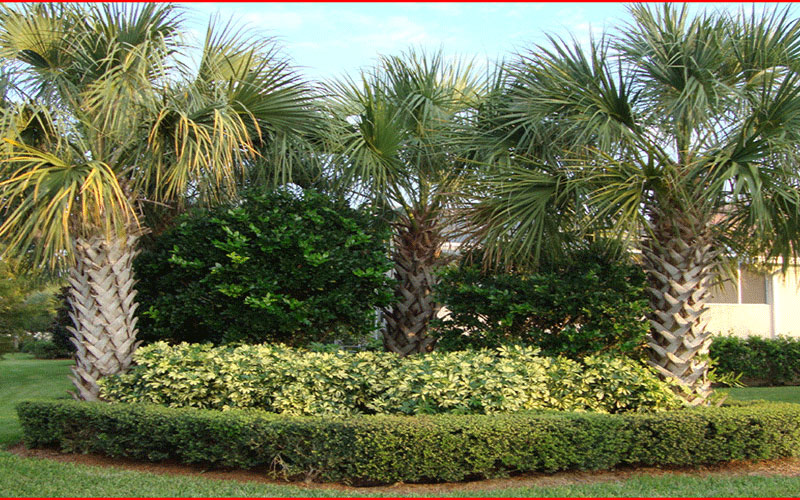 GARDEN CENTER FORT MYERS