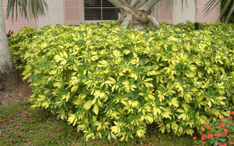 GARDEN CENTER FORT MYERS