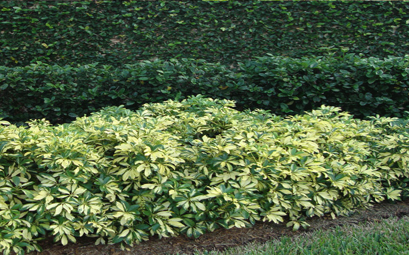 GARDEN CENTER FORT MYERS