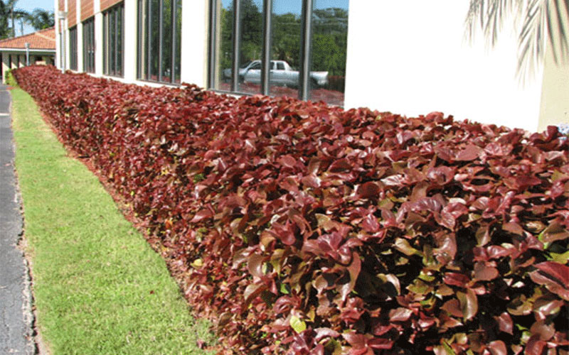 LANDSCAPE SHRUBS FORT MYERS