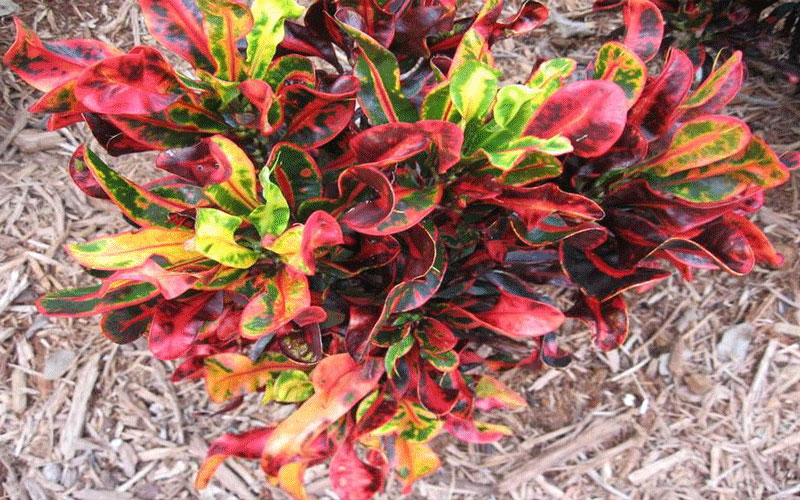 GARDEN CENTER FORT MYERS