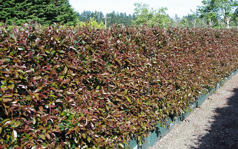 GARDEN CENTER FORT MYERS