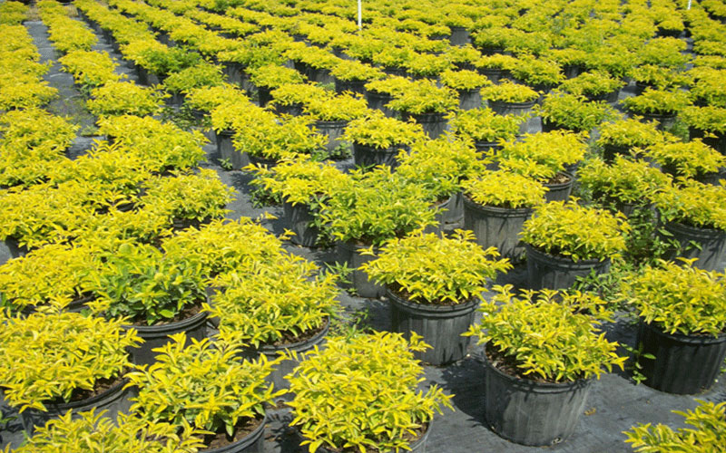 GARDEN CENTER FORT MYERS