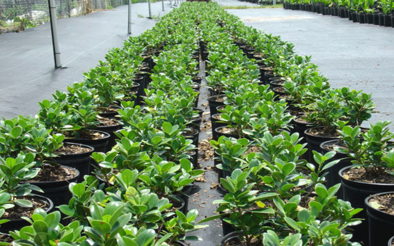 GARDEN CENTER FORT MYERS
