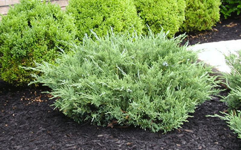 LANDSCAPE SHRUBS FORT MYERS