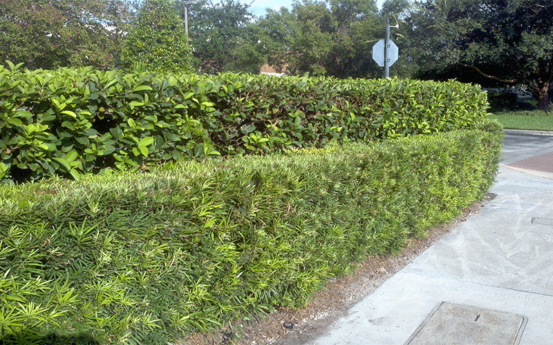 LANDSCAPE SHRUBS FORT MYERS