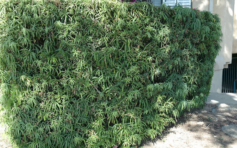 GARDEN CENTER FORT MYERS