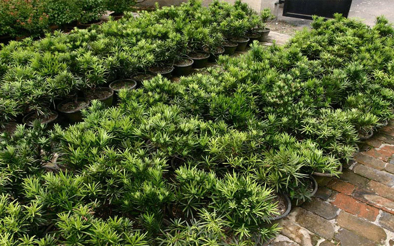 GARDEN CENTER FORT MYERS