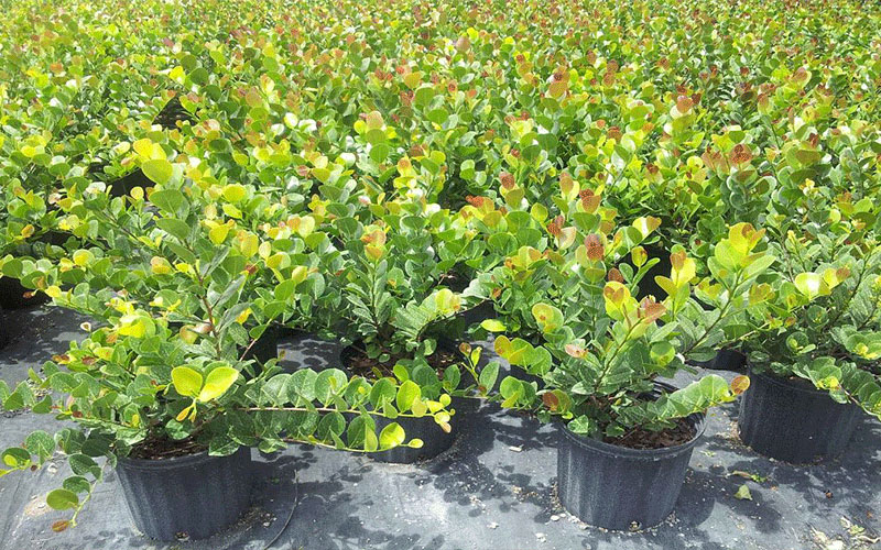 GARDEN CENTER FORT MYERS