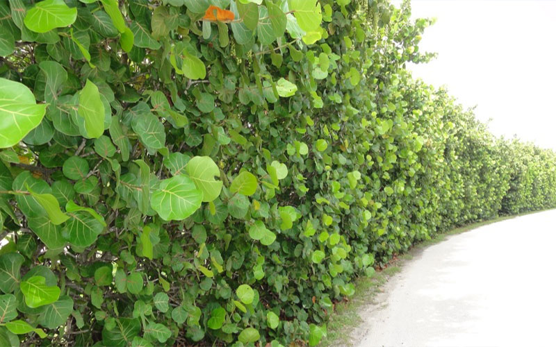 GARDEN CENTER FORT MYERS