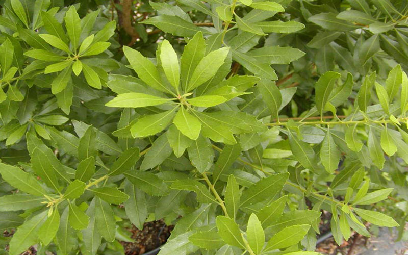 LANDSCAPE SHRUBS FORT MYERS