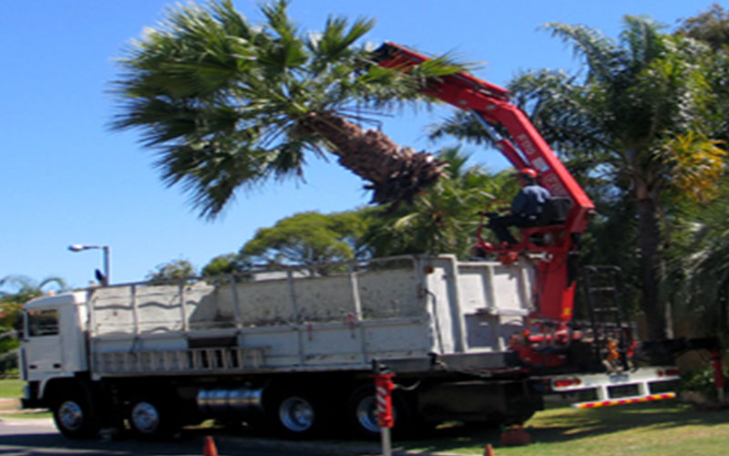 TREE RELOCATION FORT MYERS
