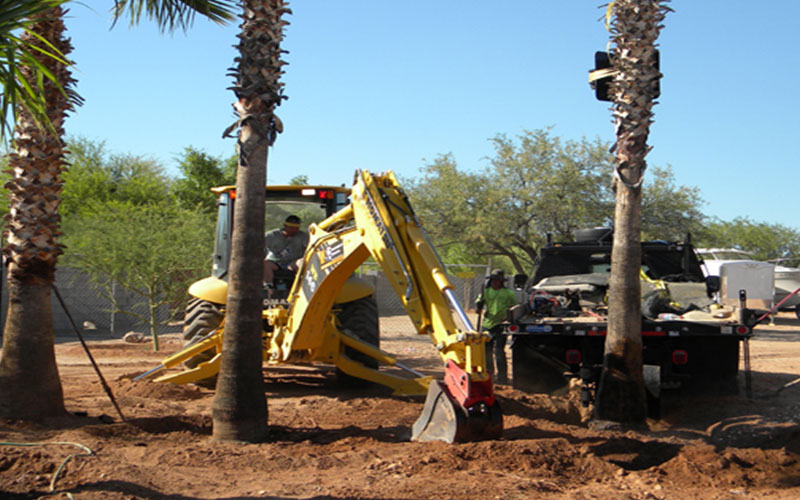 TREE RELOCATION FORT MYERS