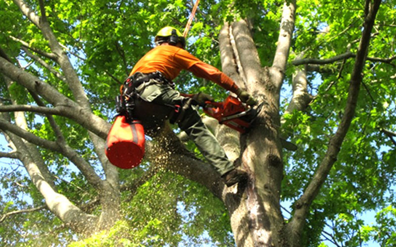 TREE TRIMMING COMPANY FORT MYERS