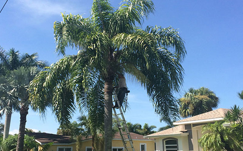 TREE TRIMMING COMPANY FORT MYERS