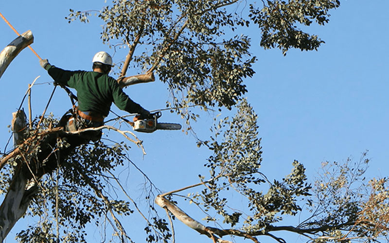 TREE TRIMMING COMPANY FORT MYERS